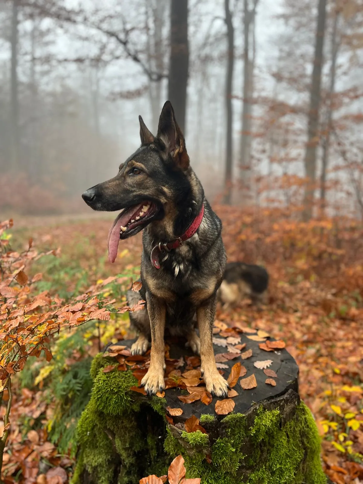 Ein Hund sitzt aufmerksam auf einem bemoosten Baumstumpf
