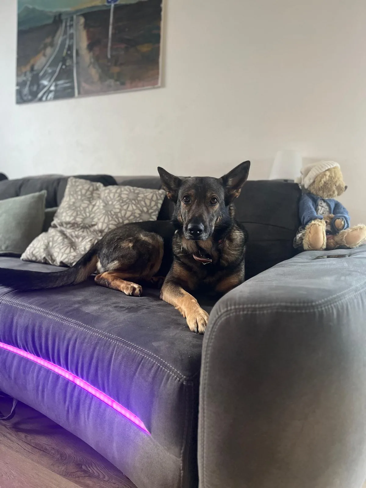 Ein Hund ruht entspannt auf dem Sofa
