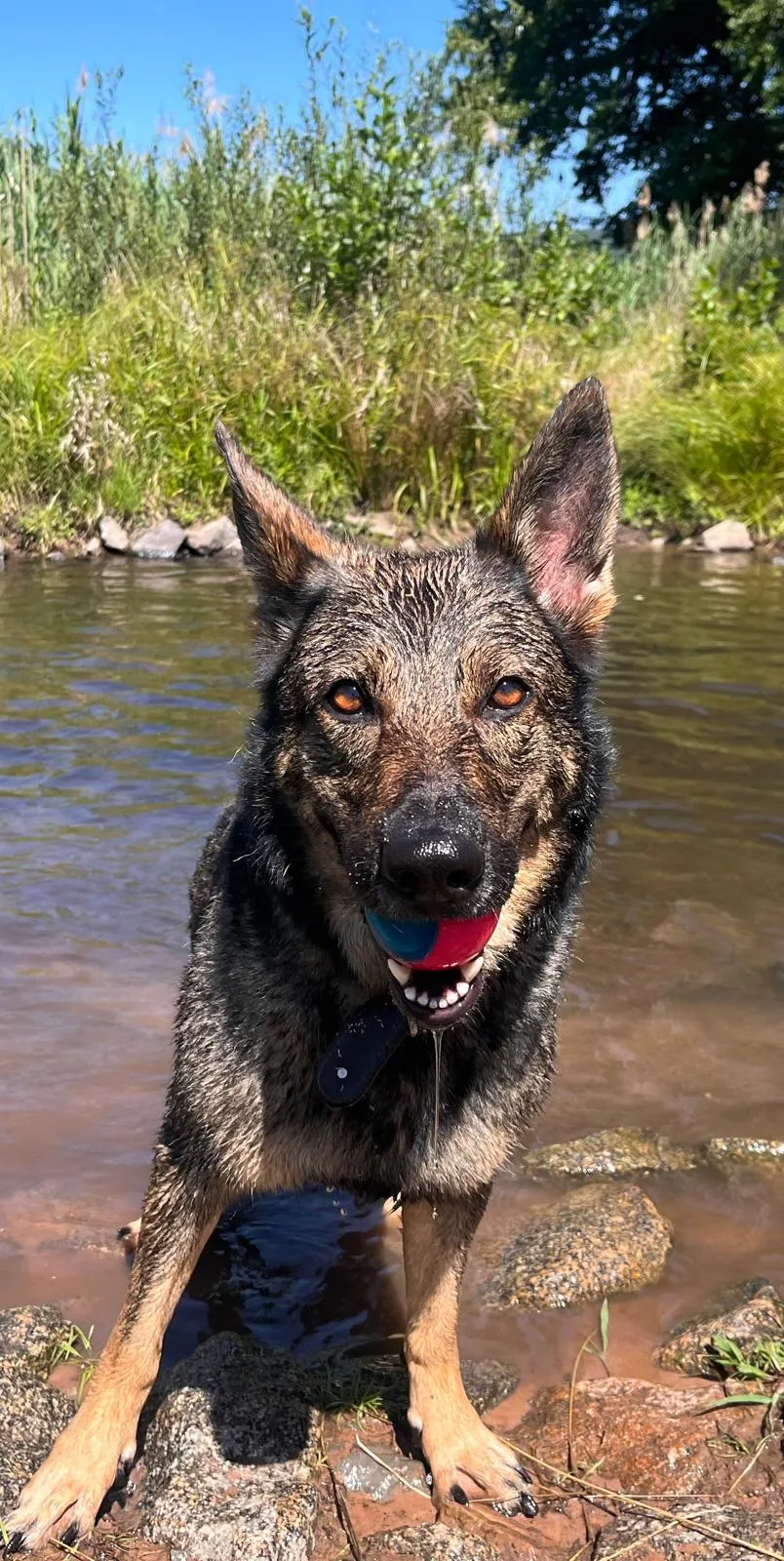 Ein nasser Hund steht mit einem Ball im flachen Wasser