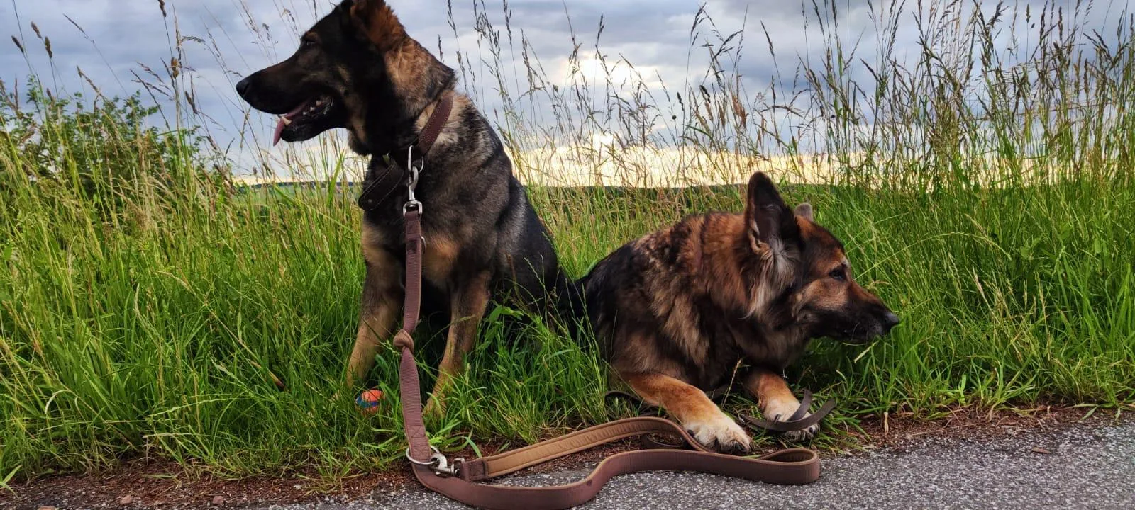 Zwei Hunde ruhen gemeinsam am grünen Feldrand